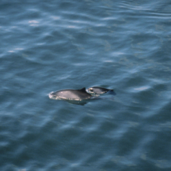 Thames harbour porpoise survey – Internship