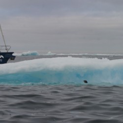 In search of the North Atlantic right whale